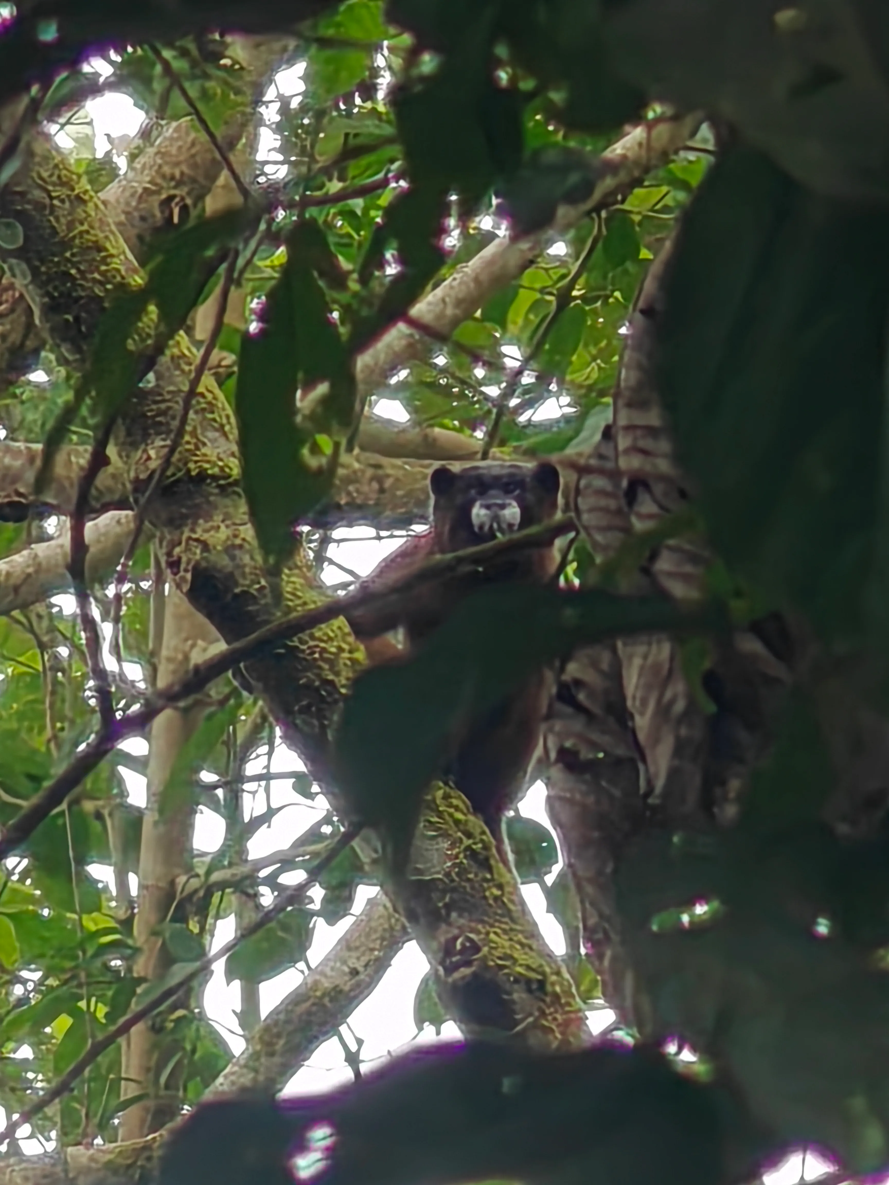 Monkey!